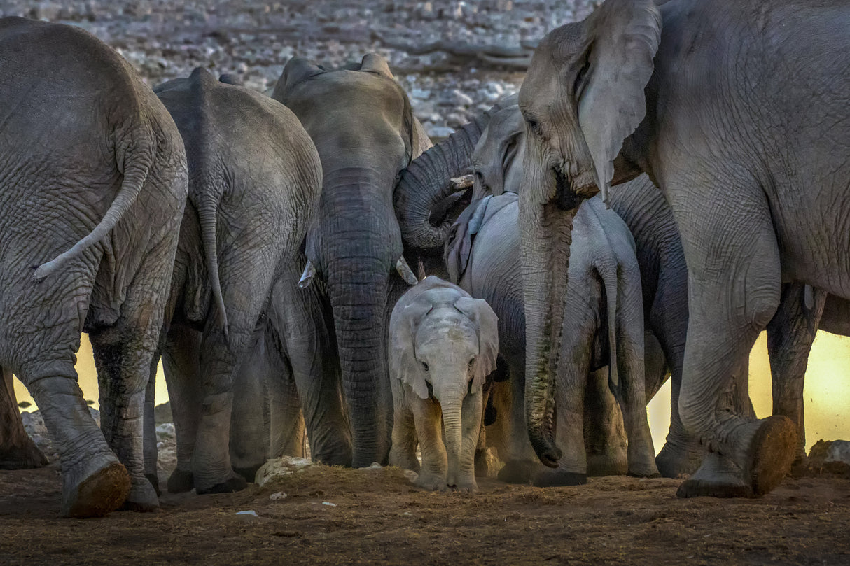 The Baby Elephant and the Elephants Family Poster och Canvastavla