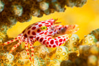 Red -Spotted Guard Crab Poster och Canvastavla