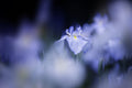 Blue glow Poster och Canvastavla