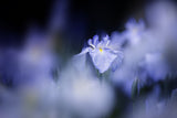 Blue glow Poster och Canvastavla