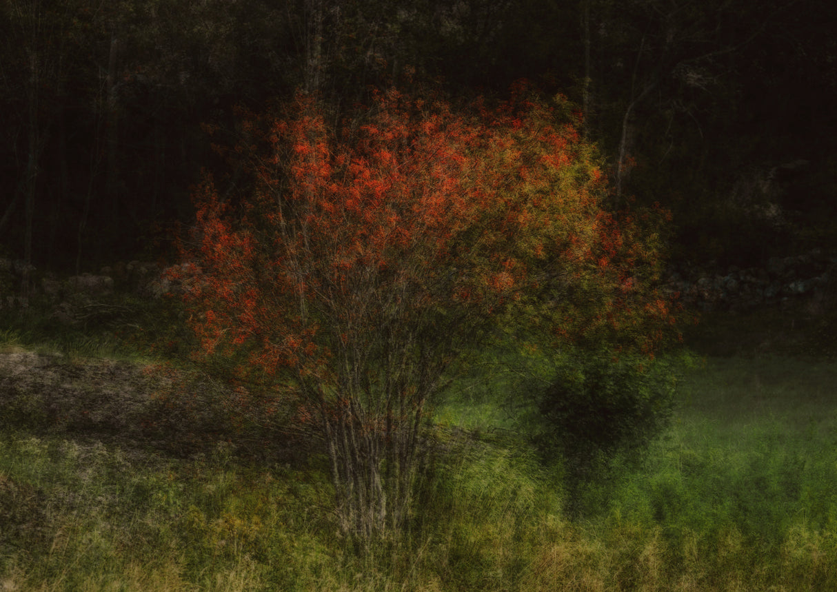 Fall is here Poster och Canvastavla