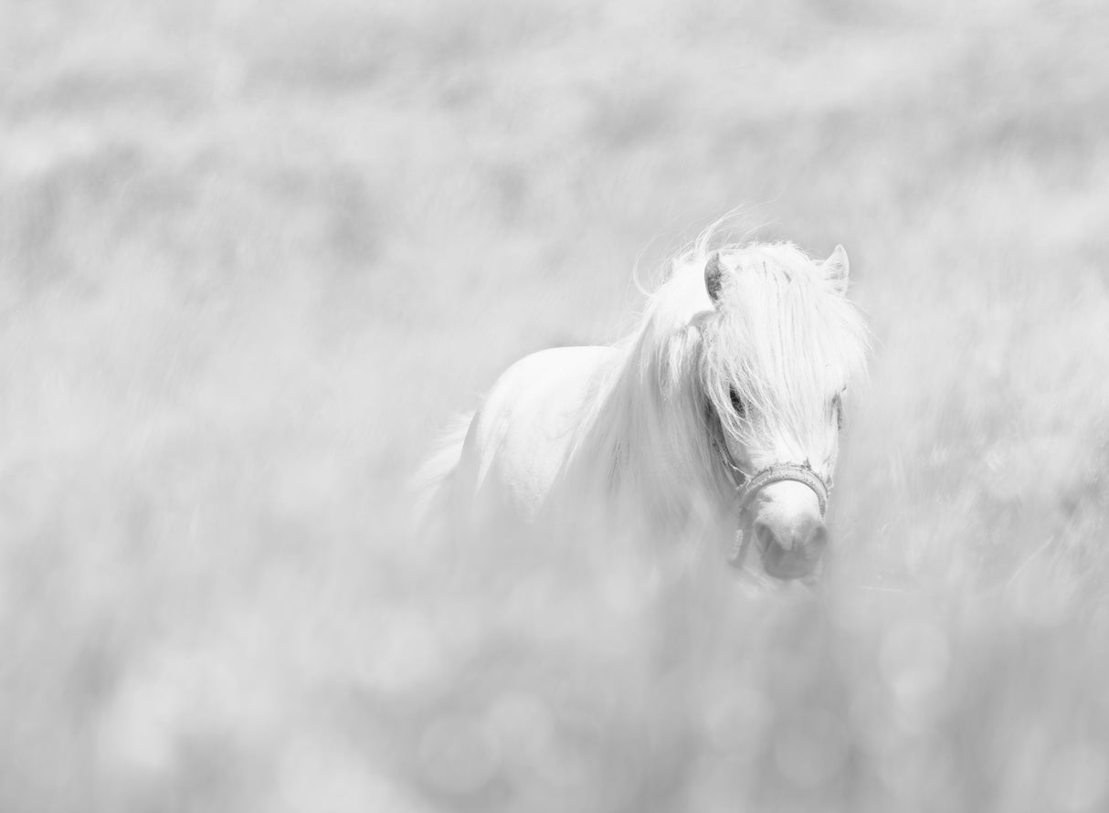 White horse Poster och Canvastavla