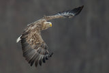 White tailed eagle Poster och Canvastavla