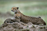 Cheetah Poster och Canvastavla