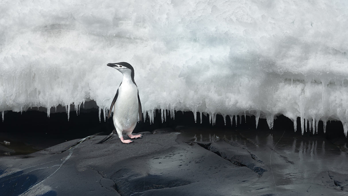 Chinstrap penguin Poster och Canvastavla