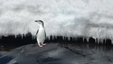 Chinstrap penguin Poster och Canvastavla