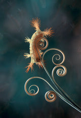 Fire Caterpillar on Leaf Edge Poster och Canvastavla