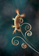 Fire Caterpillar on Leaf Edge Poster och Canvastavla