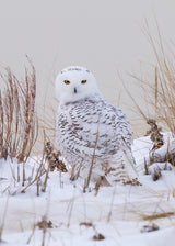 Snowy owl Poster och Canvastavla