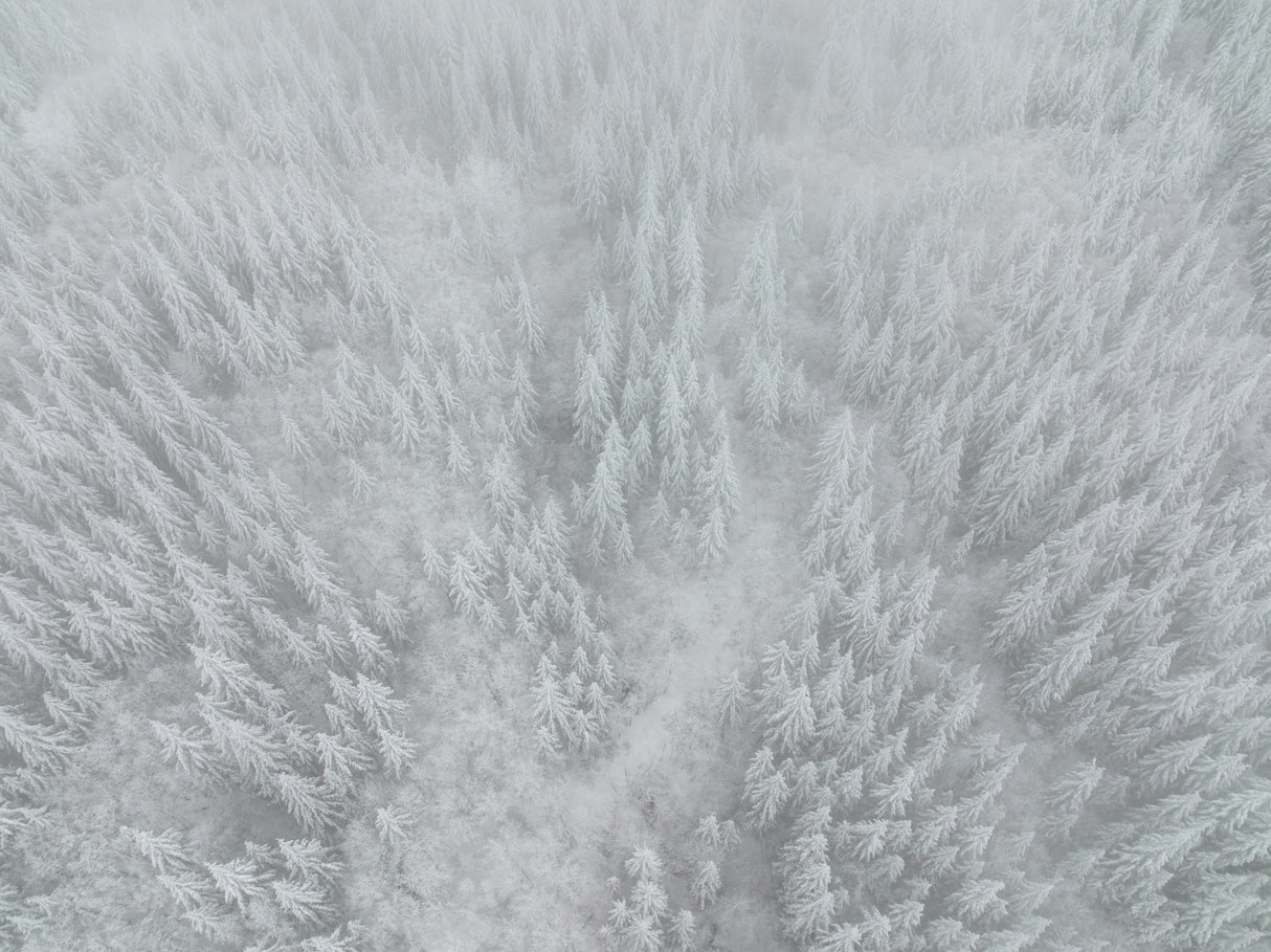 White out Poster och Canvastavla