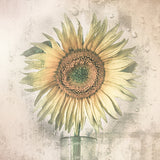 sunflower Poster och Canvastavla