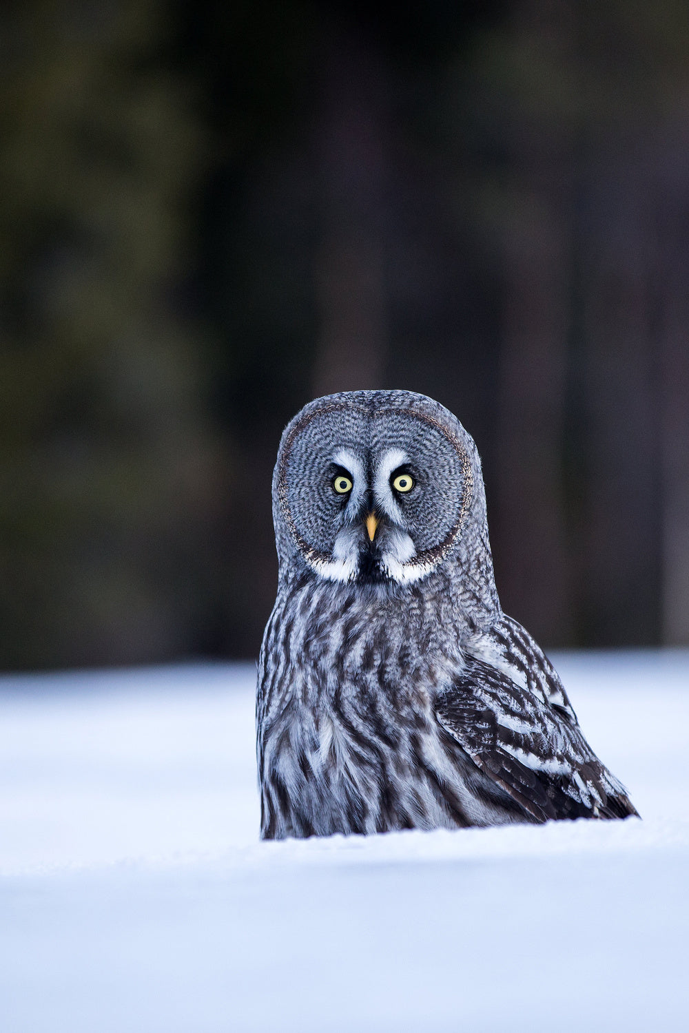 Great grey owl Poster och Canvastavla