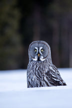Great grey owl Poster och Canvastavla