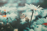White Dream Poster och Canvastavla