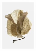 Bougainvillea Study No5 Poster och Canvastavla