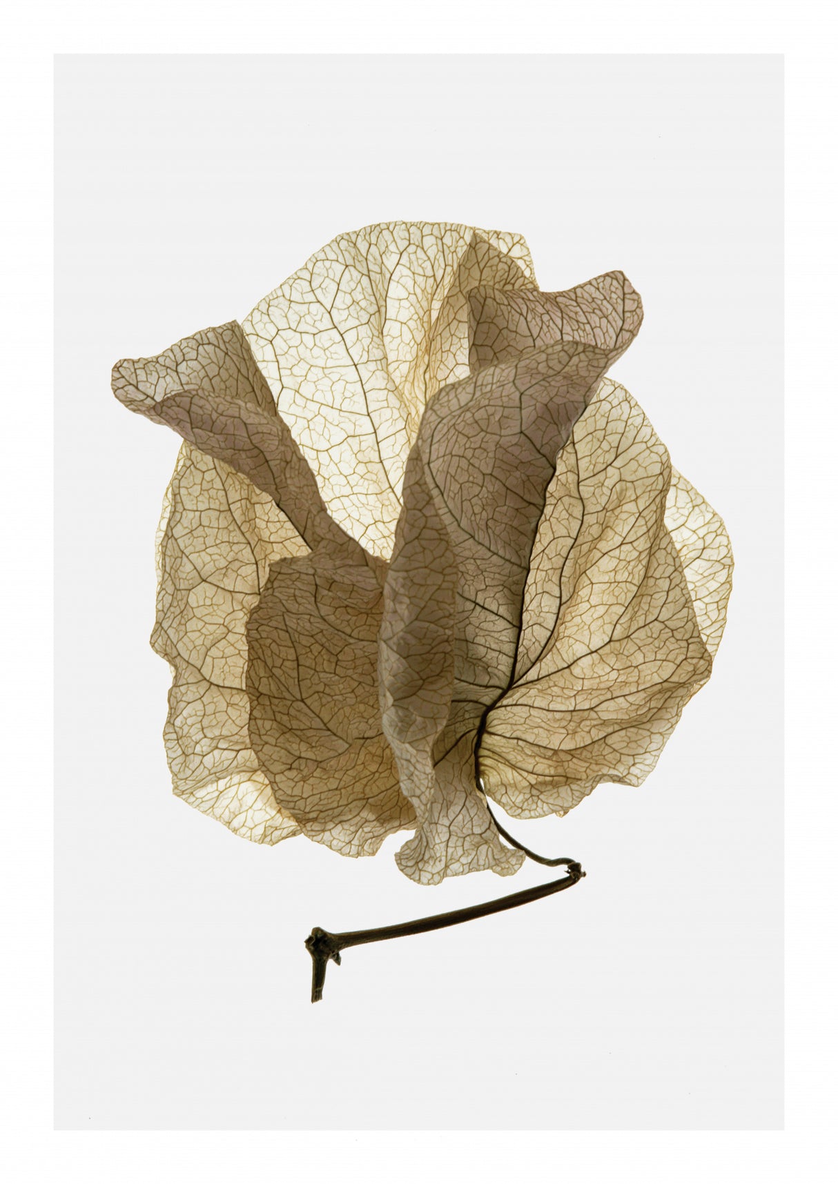 Bougainvillea Study No5 Poster och Canvastavla