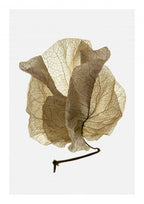 Bougainvillea Study No5 Poster och Canvastavla