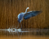 Ballet on the water Poster och Canvastavla