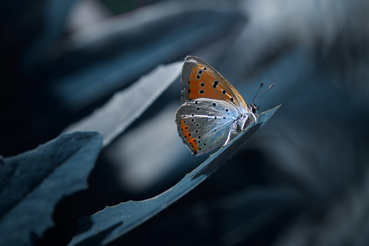 Blue planet Poster och Canvastavla
