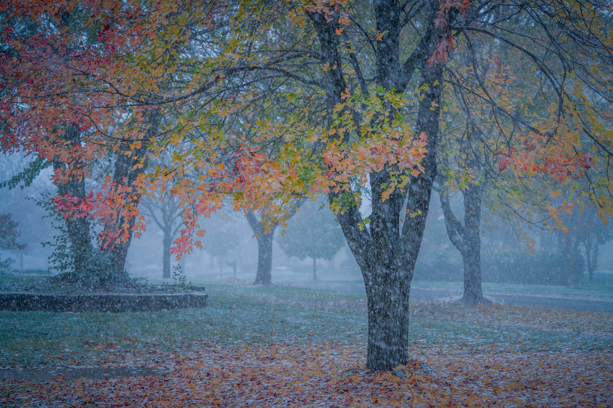 The Last Glimpse of Autumn Poster och Canvastavla
