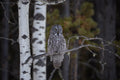 Great Grey Owl Poster och Canvastavla