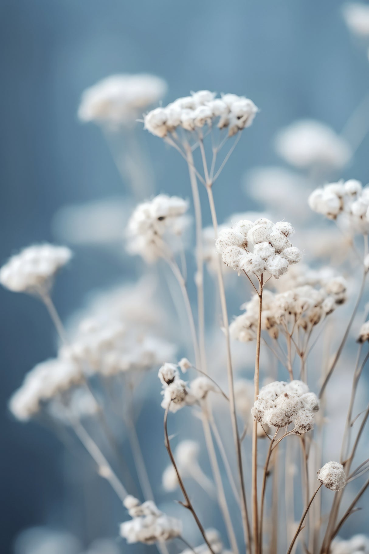 Gentle Blue Mood Poster och Canvastavla
