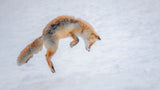 What a jump! Poster och Canvastavla