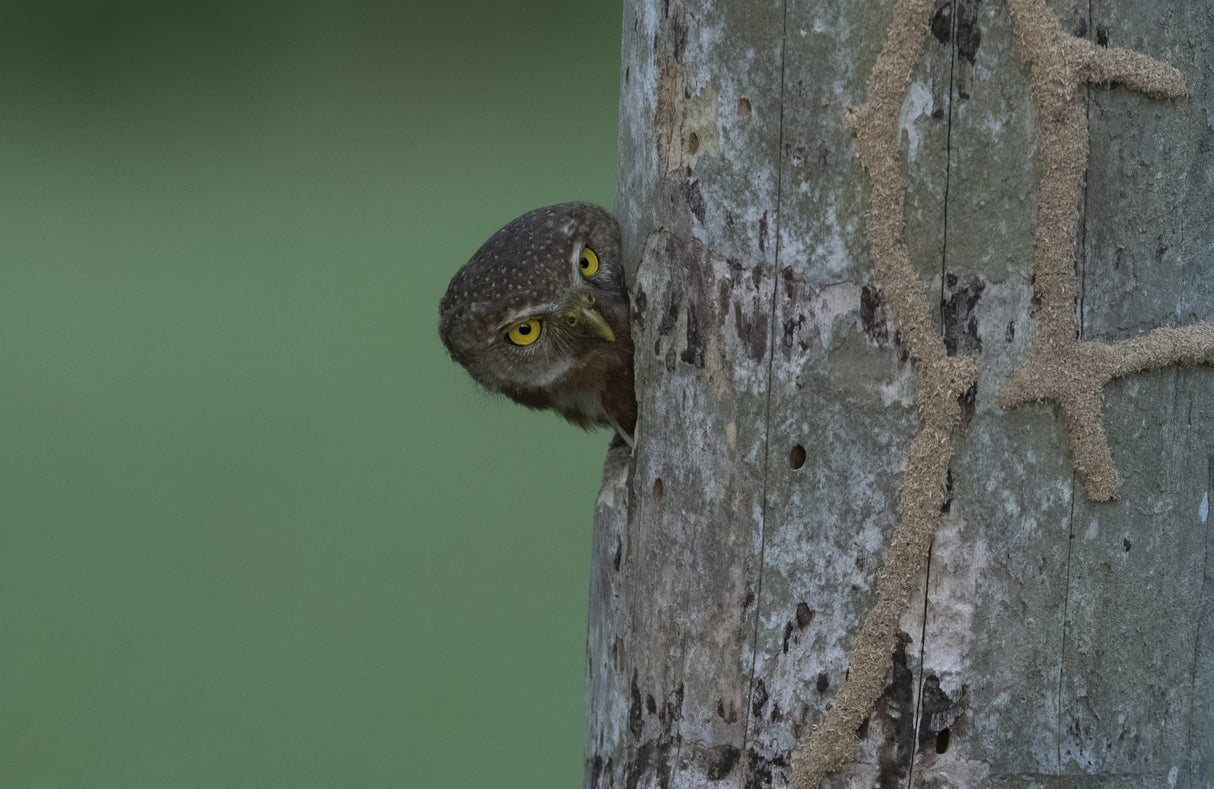 A fist sized owl in a tree hole Poster och Canvastavla