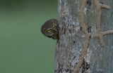 A fist sized owl in a tree hole Poster och Canvastavla