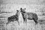 Hyena Poster och Canvastavla