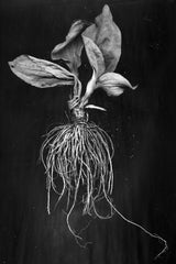 Plantain Poster och Canvastavla