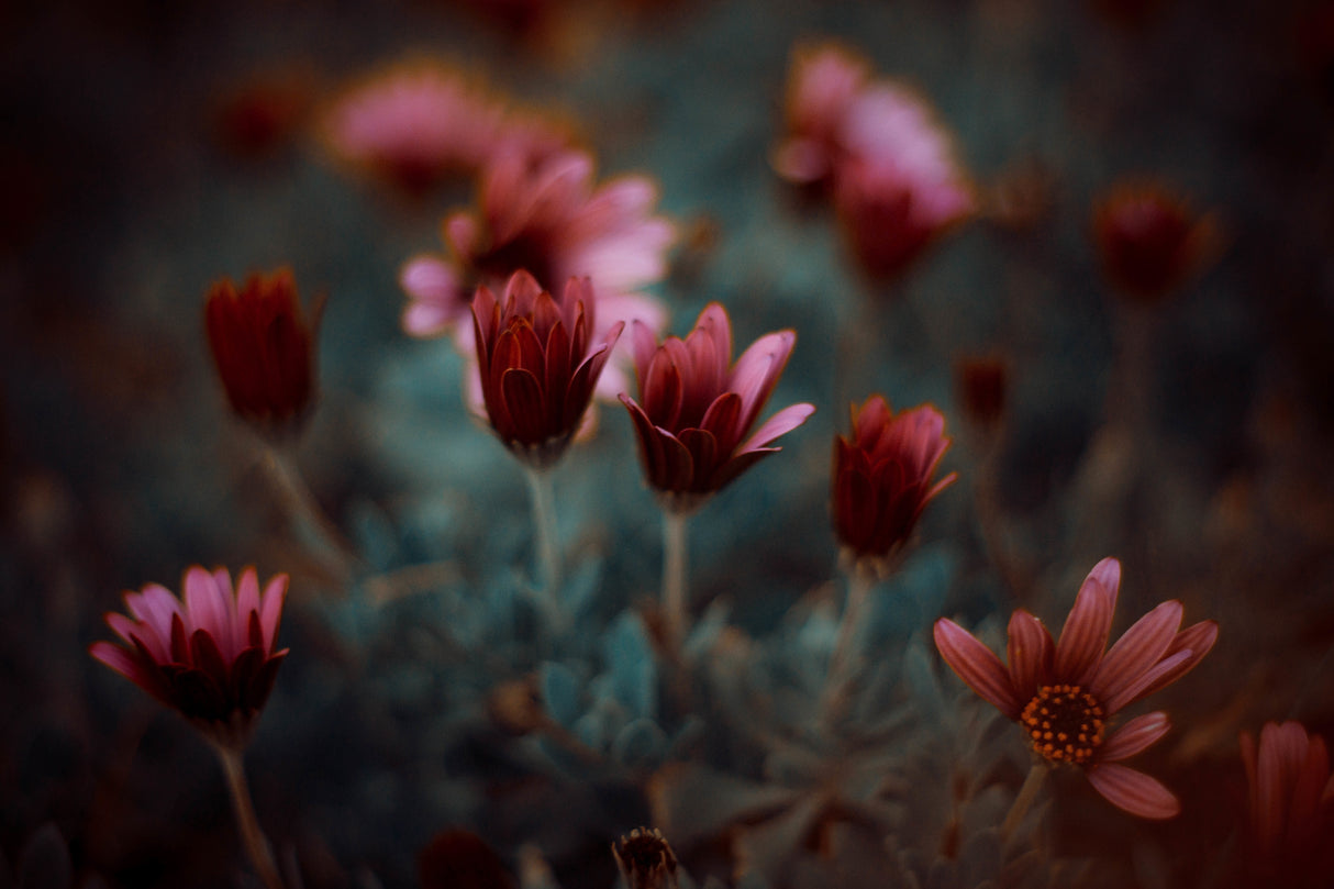 The flower Poster och Canvastavla