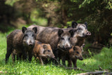 Wild boar family Poster och Canvastavla