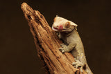 Leopard Gecko Poster och Canvastavla