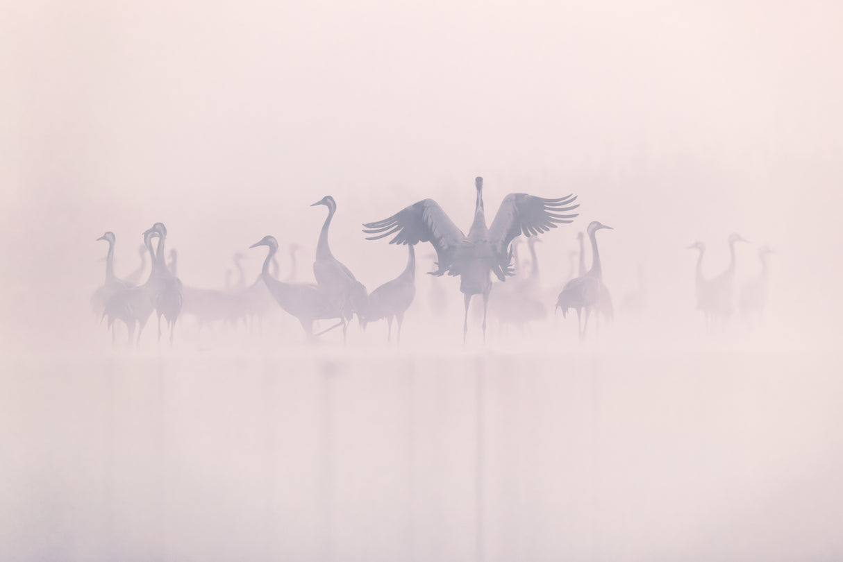 Common Cranes in the morning mist Poster och Canvastavla