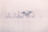 Common Cranes in the morning mist Poster och Canvastavla