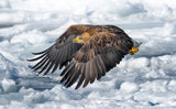 White-tailed Eagle Poster och Canvastavla