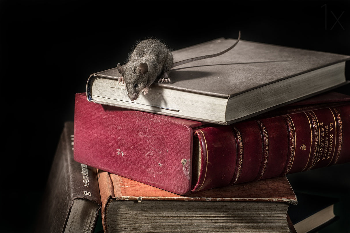 ratón de biblioteca 3 Poster och Canvastavla