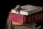 ratón de biblioteca 3 Poster och Canvastavla