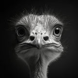 Ostrich 2 Poster och Canvastavla