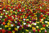 colorful tulips Poster och Canvastavla