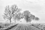 Foggy morning Poster och Canvastavla