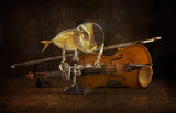 Fish and violin Poster och Canvastavla