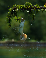 Arowana Catching their Prey Poster och Canvastavla
