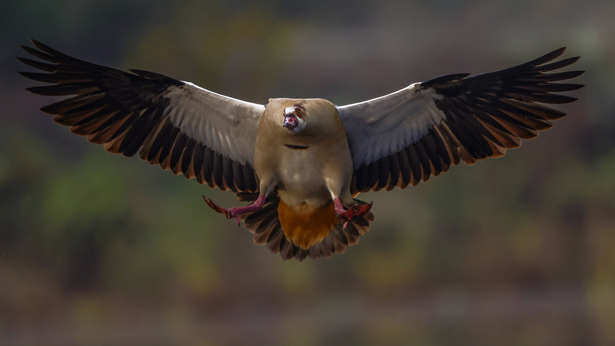 Egyptian Goose Poster och Canvastavla
