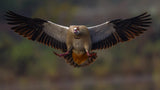 Egyptian Goose Poster och Canvastavla