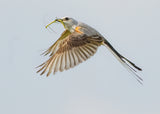 Scissor-tailed flycatcher Poster och Canvastavla