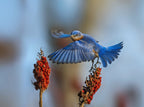 Eastern Bluebird-1 Poster och Canvastavla