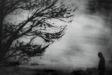 tree... Poster och Canvastavla