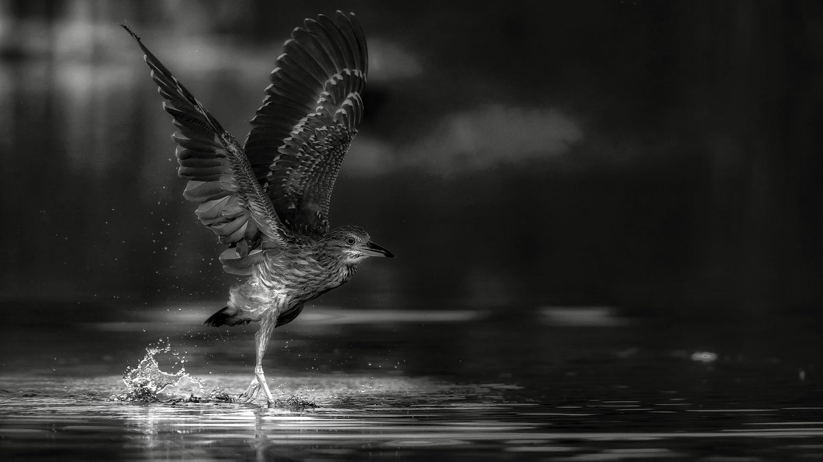 Night heron Poster och Canvastavla